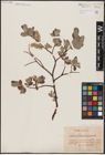 Foto von Salix aurita L. x Salix lapponum L.